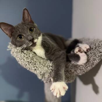 Rescue Domestic Short Hair Cats for Adoption in Durham, North Carolina - Sylvie | PetCurious