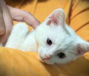 Cassie -  Domestic Short Hair and Siamese Cat for Adoption in Fort Myers, Florida - Cassie | PetCurious
