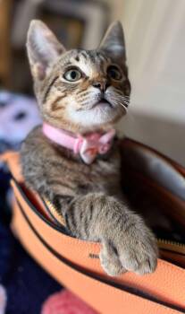 Rescue Domestic Short Hair Cats for Adoption in Caldwell, Texas - Jackie | PetCurious