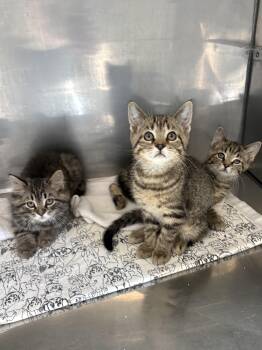 American Shorthair Cats Available for Adoption in Big Rapids, Michigan - Walleye, Wade, And Willy | PetCurious