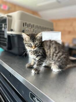 Kristen -  Domestic Long Hair Cat for Adoption in Cumming, Georgia - Kristen | PetCurious