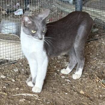 Lola -  Domestic Short Hair Cat for Adoption in Pittsburg, Kansas - Lola | PetCurious