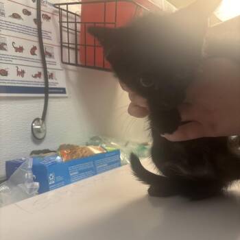 Wasabi -  Domestic Short Hair Cat for Adoption in Tulsa, Oklahoma - Wasabi | PetCurious