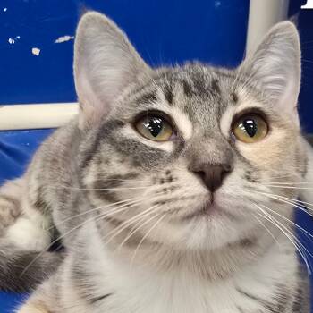 Rescue Domestic Short Hair Cats for Adoption in Wickenburg, Arizona - Radish | PetCurious