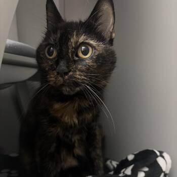 Kahlua -  Domestic Medium Hair Cat for Adoption in Ojai, California - Kahlua | PetCurious
