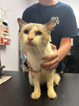 OAK -  Domestic Short Hair Cat for Adoption in New Braunfels, Texas - OAK | PetCurious