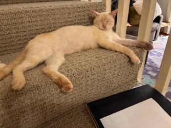 Siamese Cats Available for Adoption in Austin, Texas - Cheddar | PetCurious