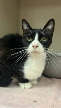 Rescue Domestic Short Hair Cats for Adoption in Quakertown, Pennsylvania - Eleven | PetCurious