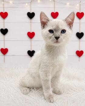 Sage -  Domestic Short Hair Cat for Adoption in Corpus Christi, Texas - Sage | PetCurious