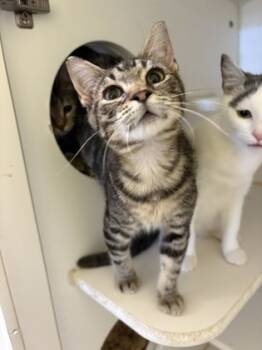 Rescue Domestic Short Hair Cats for Adoption in Beatrice, Nebraska - Nickel | PetCurious