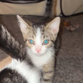 Raisin -  Domestic Short Hair Cat for Adoption in Shelbyville, Indiana - Raisin | PetCurious