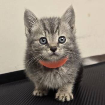 Quesarito -  Domestic Short Hair Cat for Adoption in Oakland, California - Quesarito | PetCurious