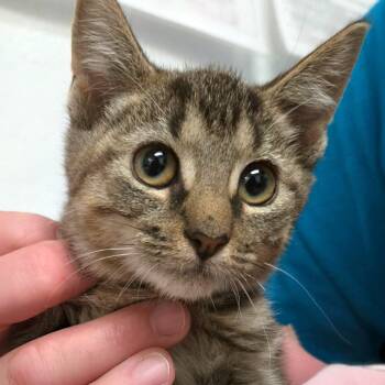 Princess Leia -  Domestic Short Hair Cat for Adoption in Austin, Texas - Princess Leia | PetCurious