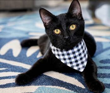 Hatchet -  Domestic Short Hair Cat for Adoption - Hatchet | PetCurious