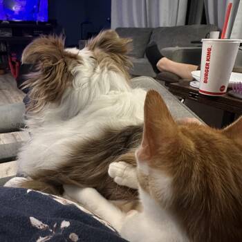 Fargo -  Domestic Short Hair Cat for Adoption in Ben Avon, Pennsylvania - Fargo | PetCurious