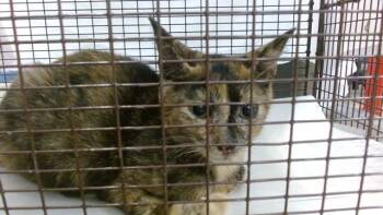 PENELOPE -  Domestic Short Hair Cat for Adoption in Doral, Florida - PENELOPE | PetCurious