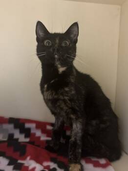 Rescue Domestic Short Hair Cats for Adoption in Chamblee, Georgia - Kathy Copter | PetCurious