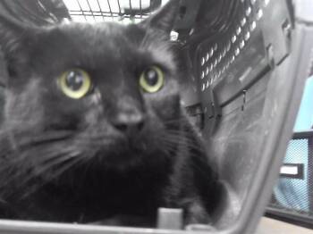 TOPHAT -  Domestic Short Hair Cat for Adoption in Omaha, Nebraska - TOPHAT | PetCurious