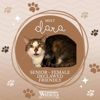 Domestic Short Hair Cats Available for Adoption in Watauga, Texas - Clara | PetCurious