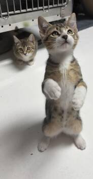 Lifan -  Domestic Short Hair Cat for Adoption in Houston, Texas - Lifan | PetCurious