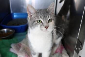 Domestic Short Hair Cats Available for Adoption - Vacay (and Holiday) | PetCurious