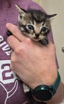 Corn Pops -  Domestic Short Hair Cat for Adoption in Christiansburg, Virginia - Corn Pops | PetCurious