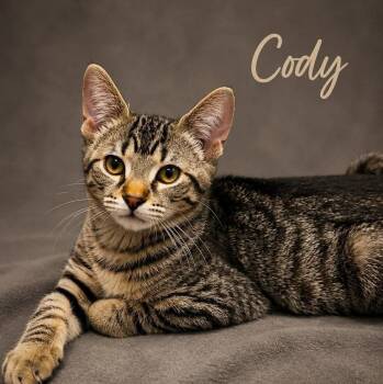 Cody -  Domestic Short Hair Cat for Adoption in Mississauga, Ontario - Cody | PetCurious