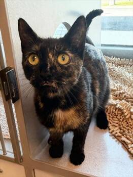 MARIE CALLENDER -  Domestic Short Hair Cat for Adoption in Leesburg, Virginia - MARIE CALLENDER | PetCurious