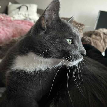 Rescue Domestic Short Hair Cats for Adoption in Hamilton, Ontario - Philip - The Gentle Cuddle King! | PetCurious