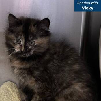 Victory -  Domestic Medium Hair Cat for Adoption in Baltimore, Maryland - Victory | PetCurious