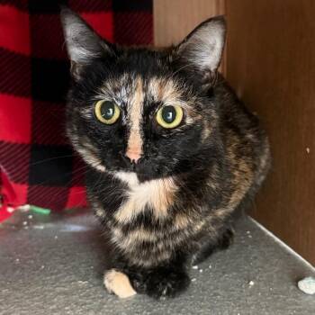 Bam Bam -  Domestic Long Hair Cat for Adoption in Chicago, Illinois - Bam Bam | PetCurious