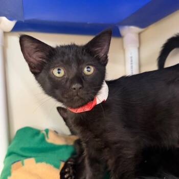 Valkyrie -  Domestic Short Hair Cat for Adoption in Spanish Fork, Utah - Valkyrie | PetCurious
