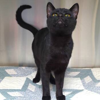 Rescue Domestic Short Hair Cats for Adoption in Michigan City, Indiana - Archer | PetCurious