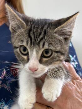 Heathcliff -  Domestic Short Hair Cat for Adoption in Vacaville, California - Heathcliff | PetCurious