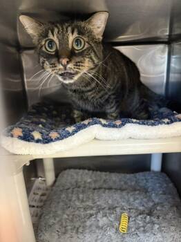 Rescue Domestic Short Hair Cats for Adoption in Bridgewater, New Jersey - Benedict | PetCurious