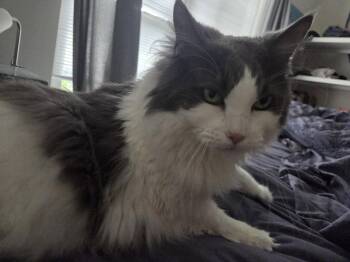 Cleo -  Domestic Medium Hair Cat for Adoption in Herndon, Virginia - Cleo | PetCurious