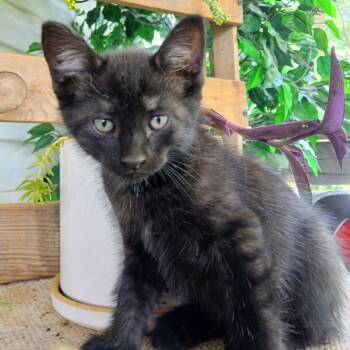 Onyx -  Domestic Short Hair Cat for Adoption in West Plains, Missouri - Onyx | PetCurious
