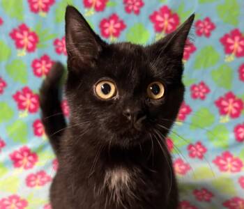 Rescue Domestic Short Hair Cats for Adoption in Tillsonburg, Ontario - KENNETH | PetCurious