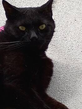 Domestic Short Hair Cats Available for Adoption in New Philadelphia, Ohio - Calluna | PetCurious