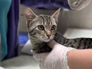 Rescue Domestic Short Hair Cats for Adoption in Raleigh, North Carolina - WENDY | PetCurious