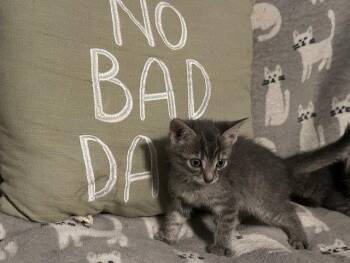 Domestic Short Hair and Tabby Cats Available for Adoption in Apollo, Pennsylvania - *Pita | PetCurious