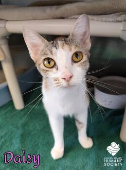 Domestic Short Hair Cats Available for Adoption in Heath, Ohio - Daisy | PetCurious