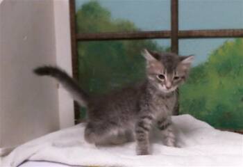 SHAOKAN -  Domestic Short Hair Cat for Adoption in Houston, Texas - SHAOKAN | PetCurious