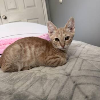 Timmy -  Domestic Short Hair Cat for Adoption in Wanaque, New Jersey - Timmy | PetCurious