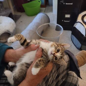 Rescue Domestic Short Hair Cats for Adoption in Bordentown, New Jersey - Barney Rubble | PetCurious