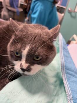 Lilly -  Domestic Short Hair Cat for Adoption - Lilly | PetCurious