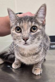 Nadine -  Domestic Short Hair Cat for Adoption in Christiansburg, Virginia - Nadine | PetCurious