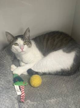 Pinecone -  Domestic Short Hair Cat for Adoption in Corpus Christi, Texas - Pinecone | PetCurious