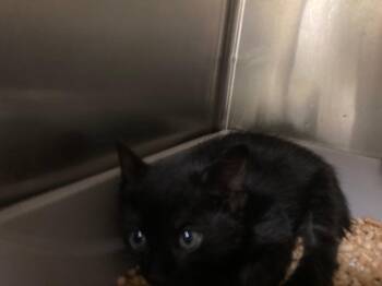 Harmony -  Domestic Short Hair Cat for Adoption in Meriden, Connecticut - Harmony | PetCurious