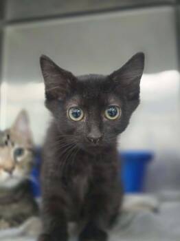 CaraCara -  Domestic Short Hair Cat for Adoption in Danielsville, Georgia - CaraCara | PetCurious